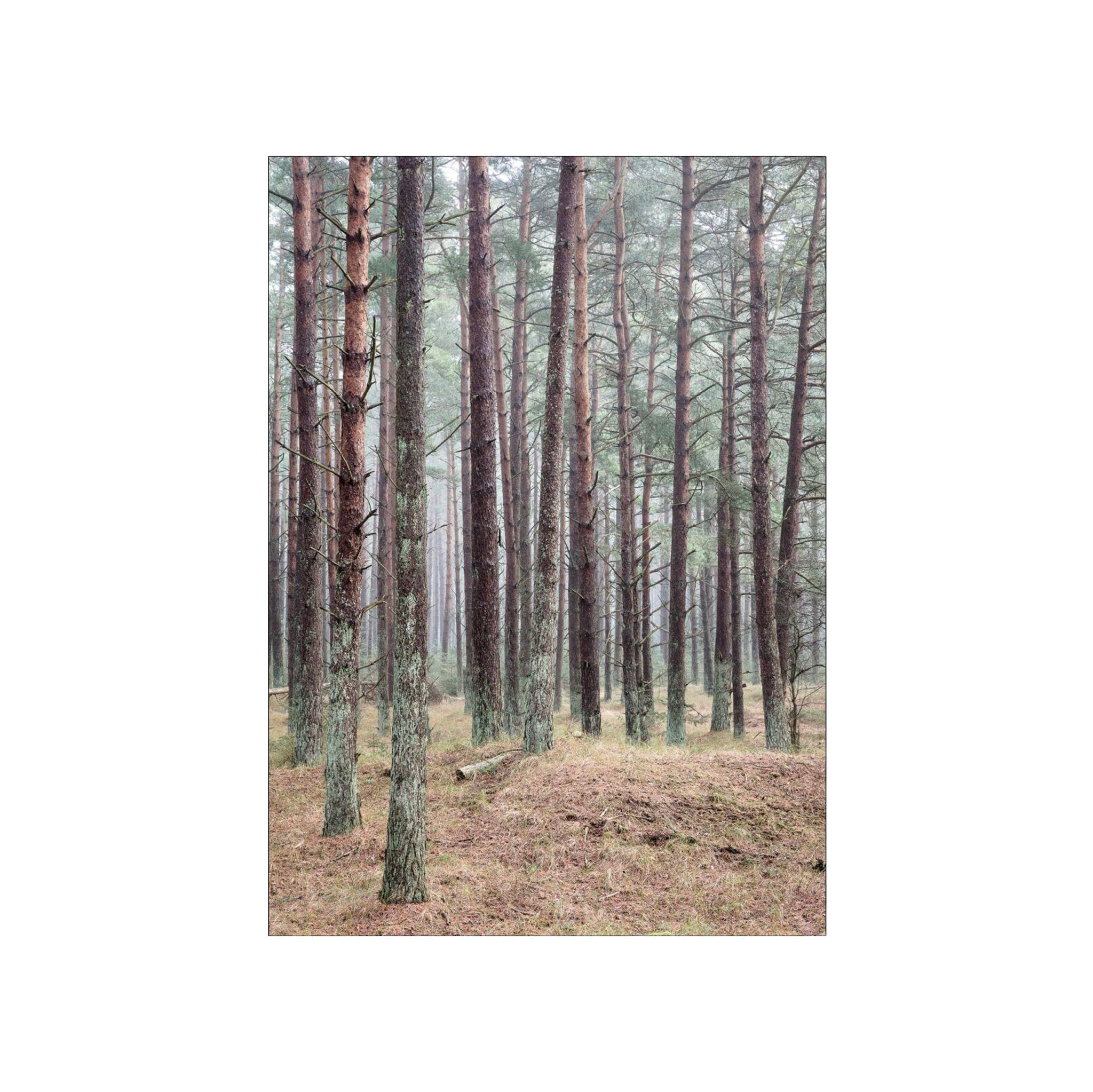 Fyrreskov Poster by Poster & Frame featuring a colorful pine forest illustration. 50 × 70 cm Scandinavian wall art printed on FSC®-certified matte paper.
